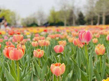 大宝娱乐-LG游戏|PT游戏|CQ9游戏